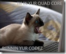 lolcat_quadcore