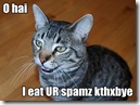 lolcat_spam