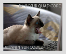 lolcat image